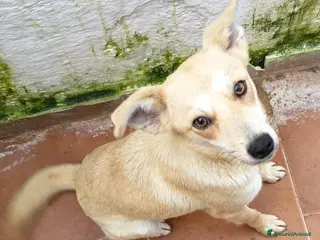 Meticcio cani BRICIOLA TAGLIA PICCOLA a Provincia di Varese - Annuncio 2