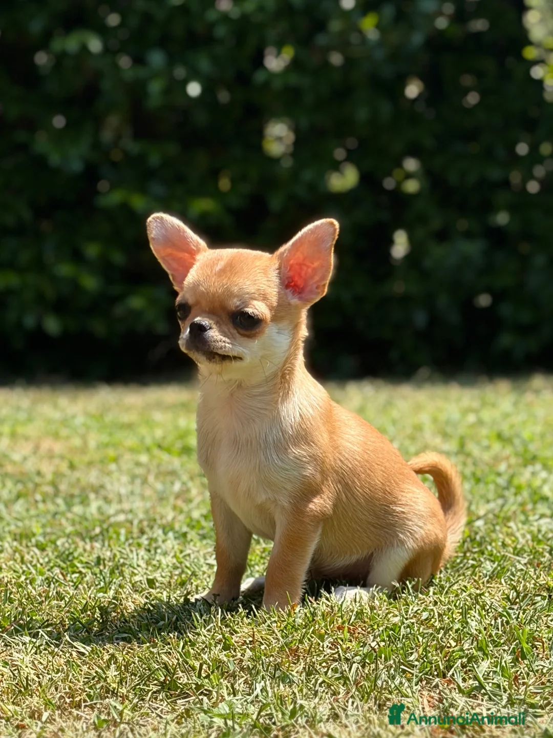 Chihuahua cani in vendita: Cucciola di chihuahua a pelo corto - Annuncio 1