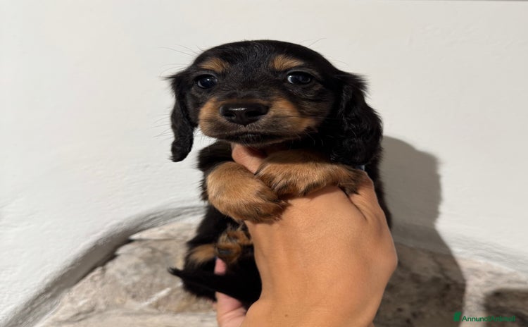 Bassotto cani a Città Metropolitana di Bologna - Annuncio 3
