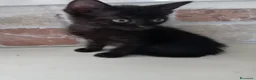Europeo gatti in regalo: gatto cucciolo nero 1 mese cerca casa ❤️ - Annuncio 2