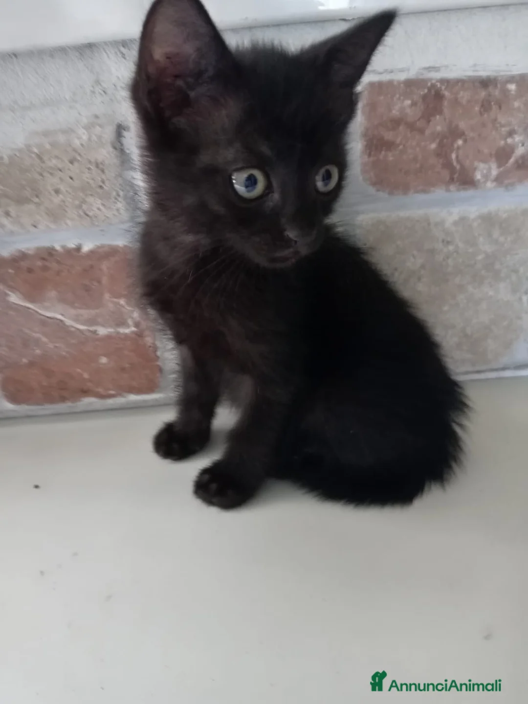 Europeo gatti in regalo: gatto cucciolo nero 1 mese cerca casa ❤️ - Annuncio 2