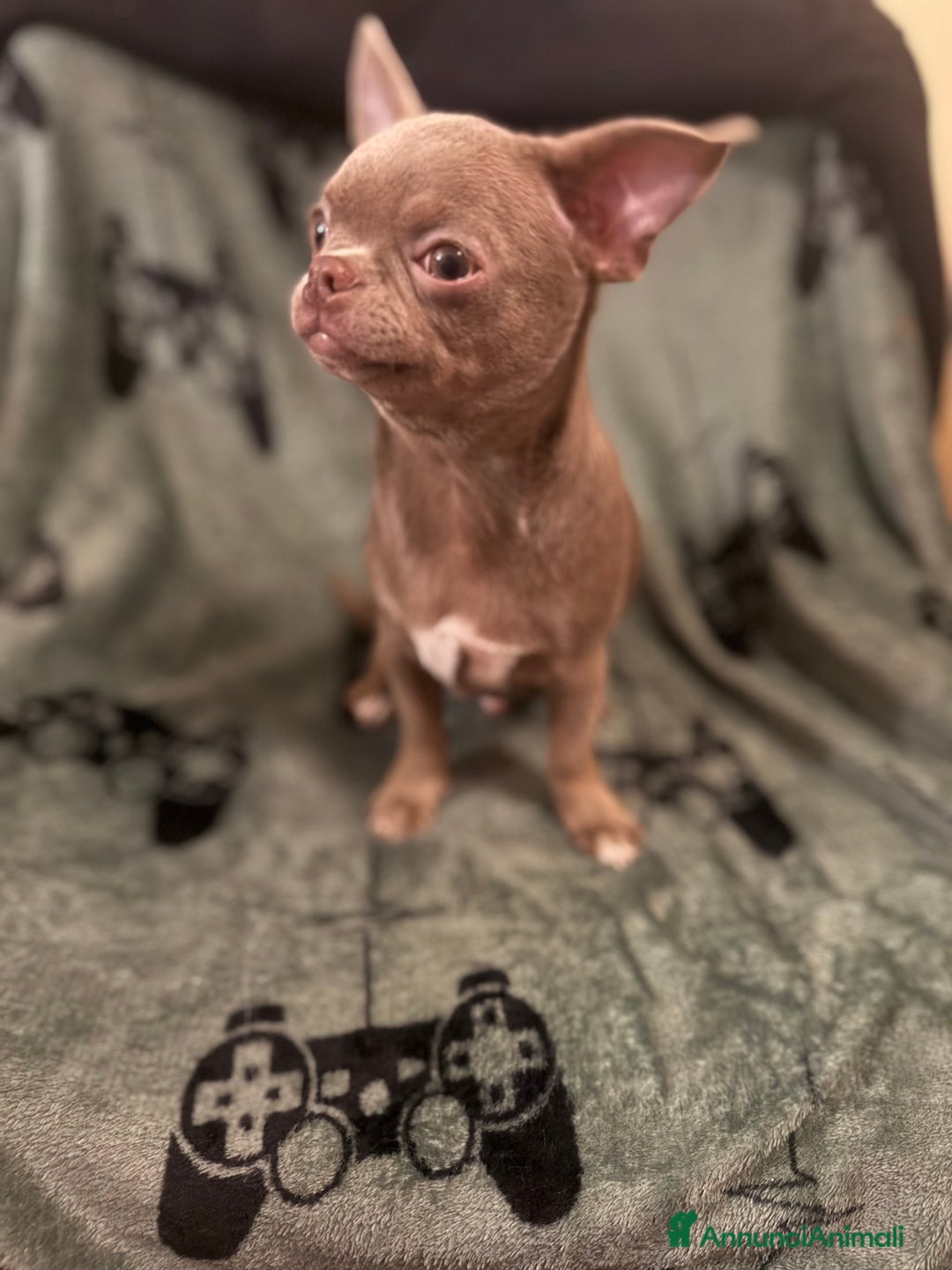 Chihuahua cani in vendita: Chihuahua lilac  - Annuncio 1