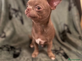 Chihuahua cani Chihuahua lilac - Annuncio 1