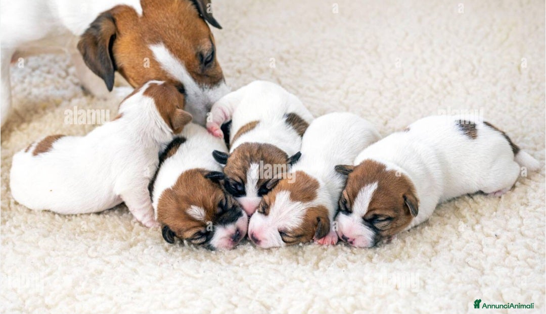 Jack Russell cani Gek russel toy . - Annuncio 1