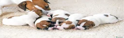Jack Russell cani in vendita: Gek russel toy . - Annuncio 1