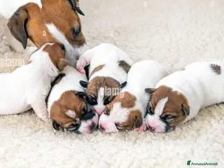 Jack Russell cani Gek russel toy . - Annuncio 6