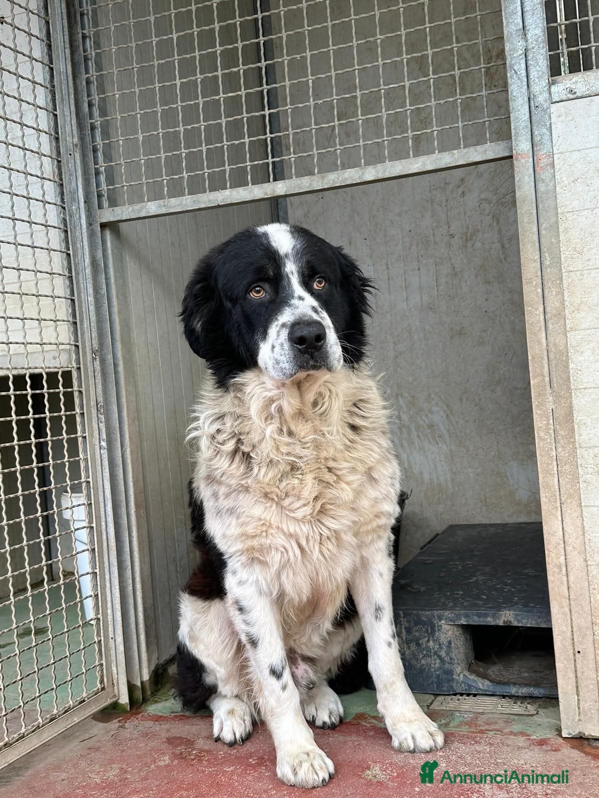 Meticcio cani ADOZ.DEL💔:sordo,anziano,soffre,chiuso in box! - Annuncio 3