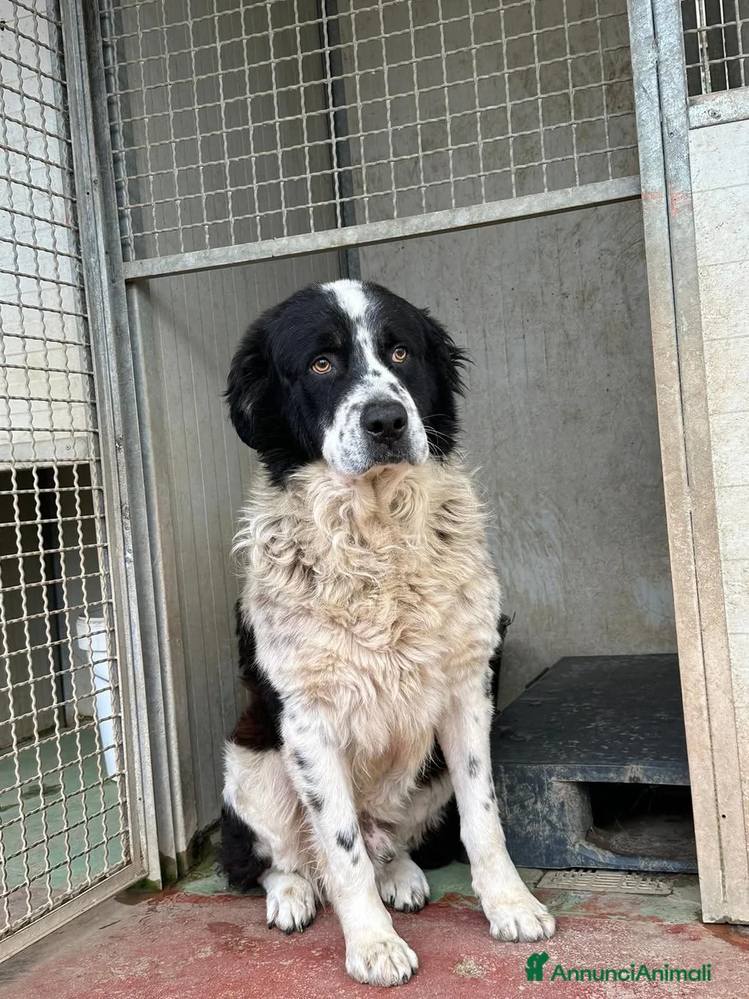 Meticcio cani in regalo: ADOZ.DEL💔:sordo,anziano,soffre,chiuso in box! - Annuncio 1