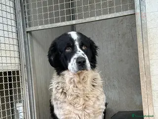 Meticcio cani ADOZ.DEL💔:sordo,anziano,soffre,chiuso in box! - Annuncio 3