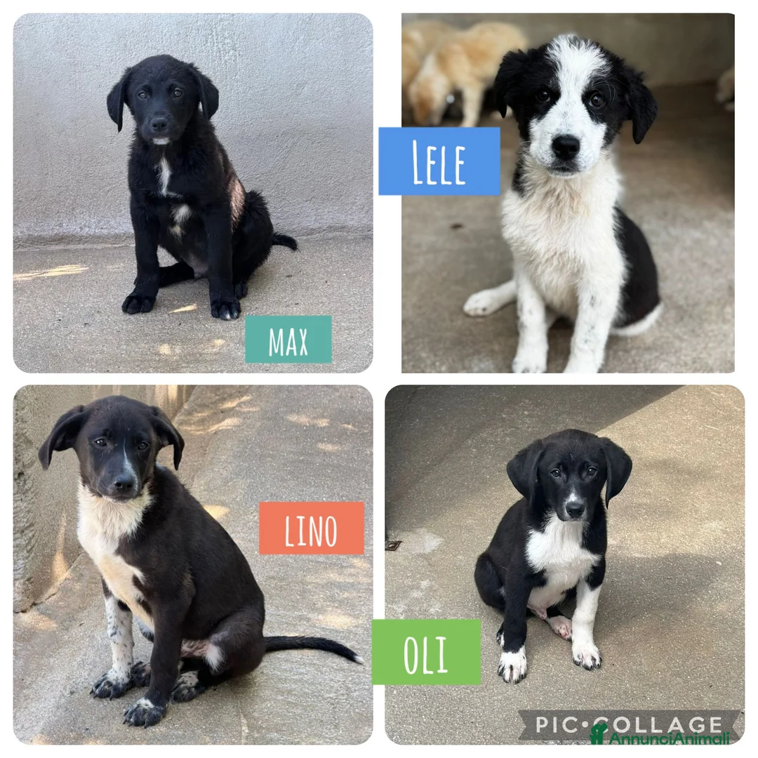 Meticcio cani in regalo: Lele maschio  a Provincia di Forlì-Cesena - Annuncio 2