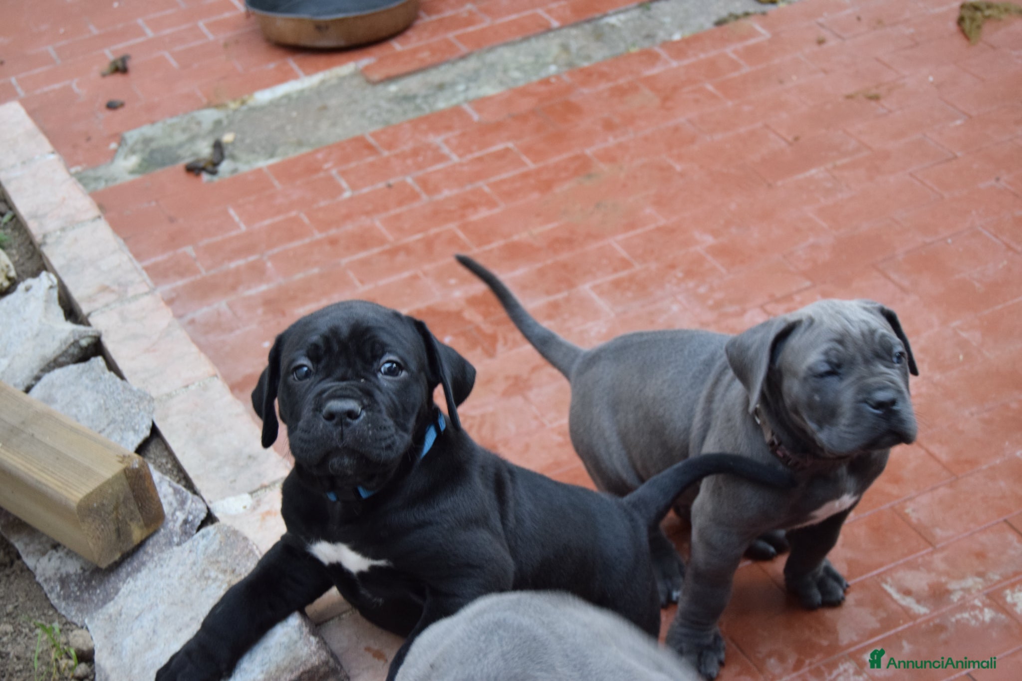 Cane Corso cani Cuccioli di cane corso - Annuncio 1