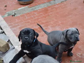 Cane Corso cani Cuccioli di cane corso - Annuncio 1