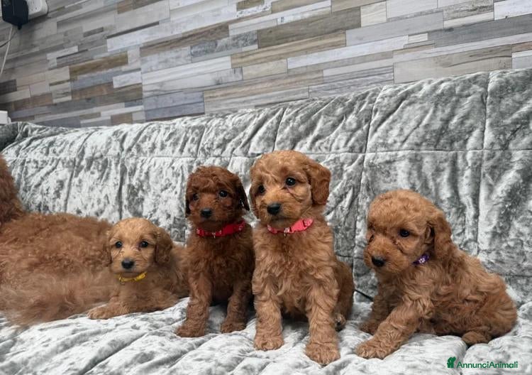 Golden Retriever cani Goldendoodle miniature - Annuncio 1
