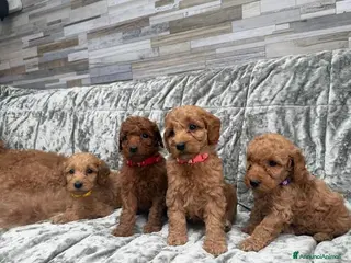 Golden Retriever cani Goldendoodle miniature - Annuncio 1