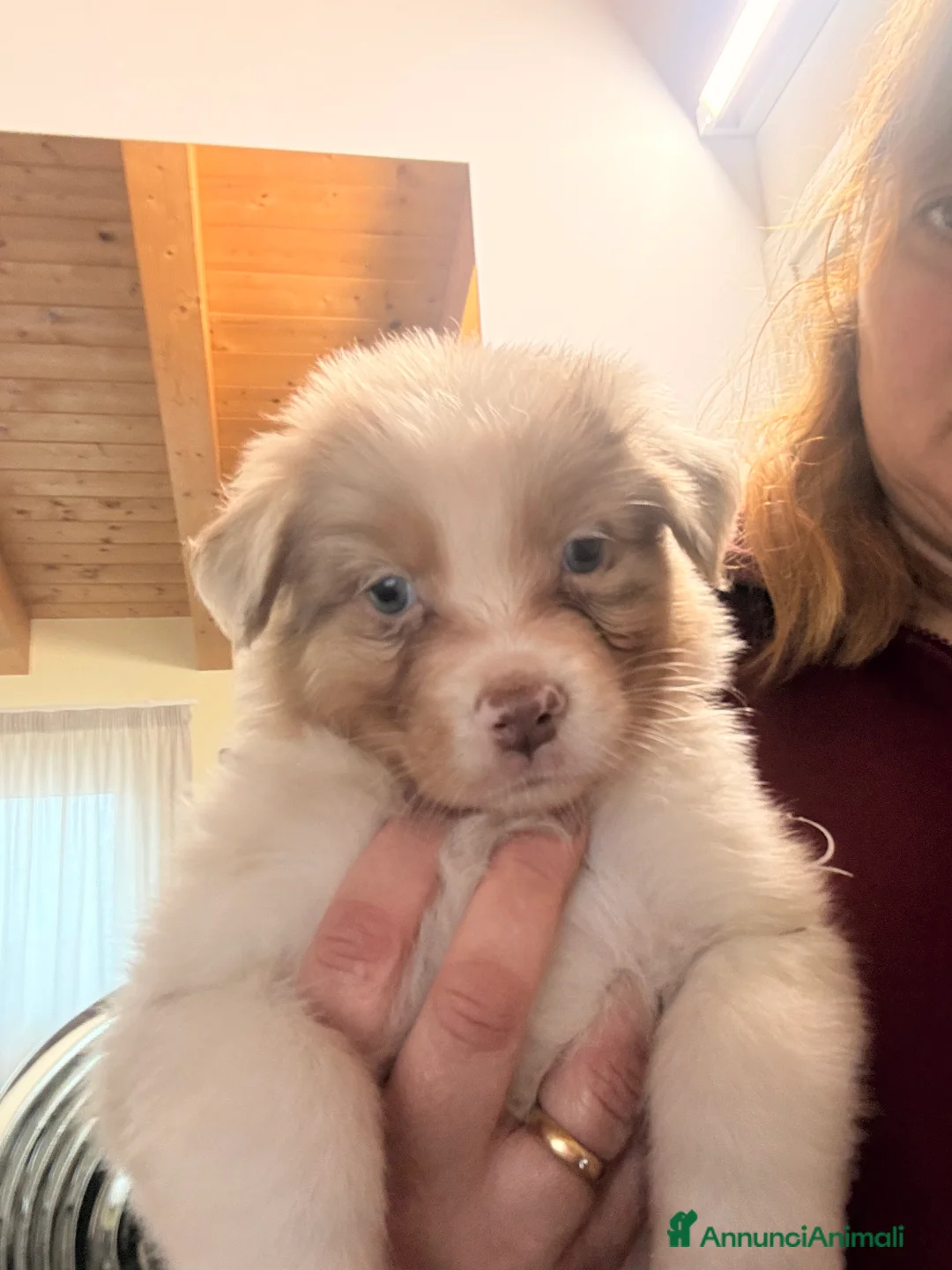 Australian Shepherd cani in vendita: Aussie - Annuncio 4