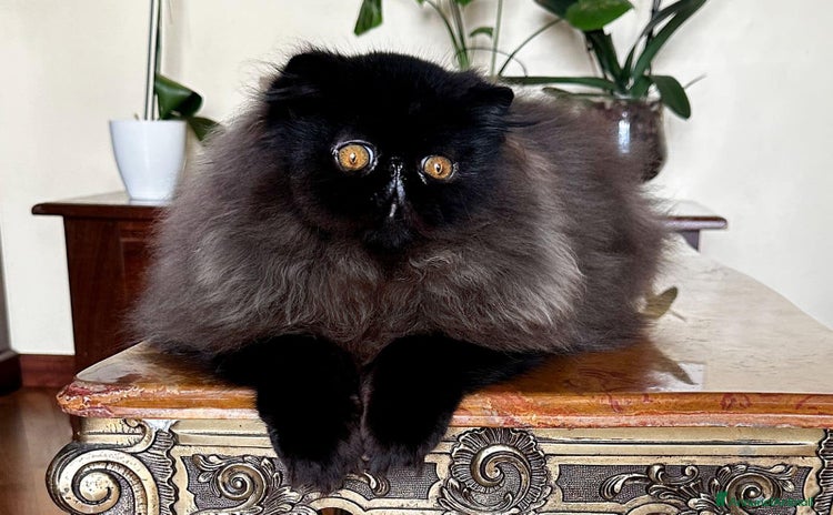Persiano gatti a Provincia di Imperia - Annuncio 2