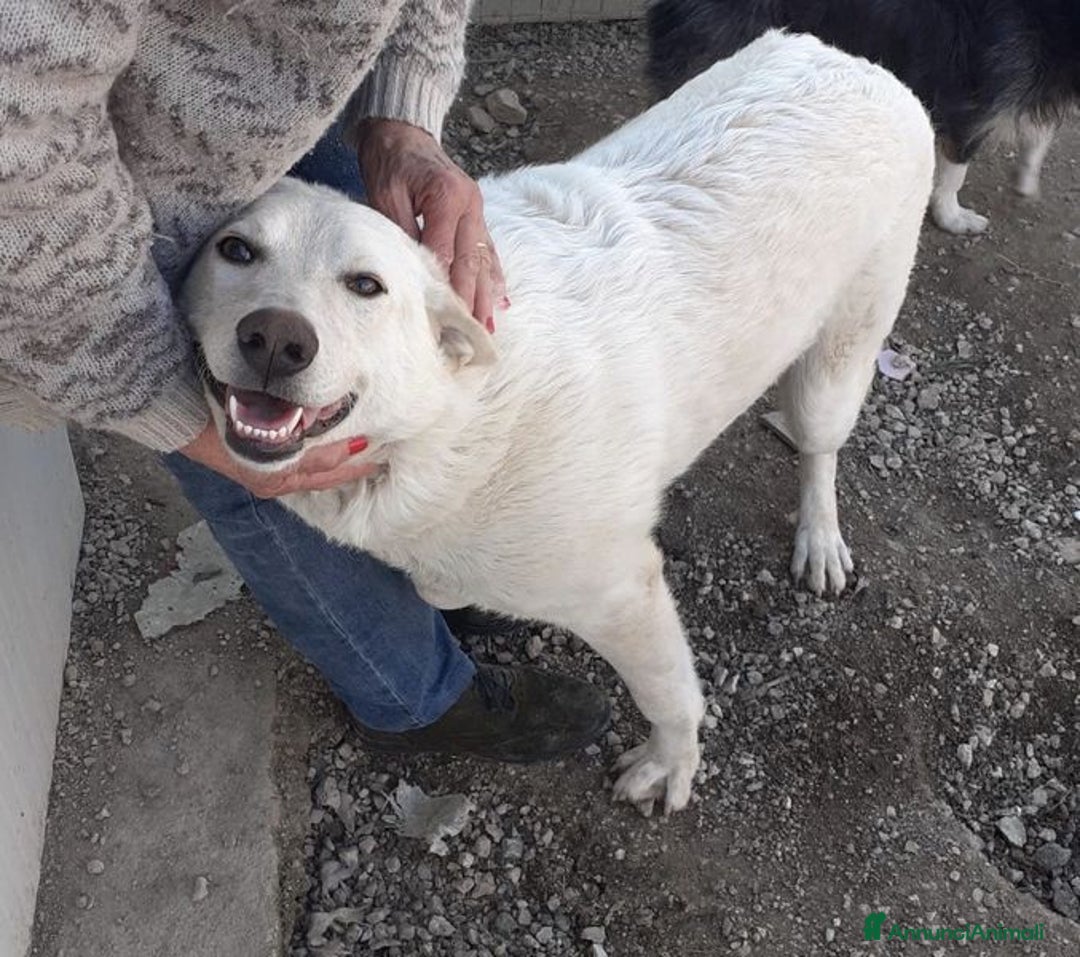 Meticcio cani in regalo: TUTTA LA DOLCEZZA DI SUSY - Annuncio 3