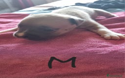 Pitbull cani in vendita: Cuccioli di pitbull a Città Metropolitana di Genova - Immagine 13