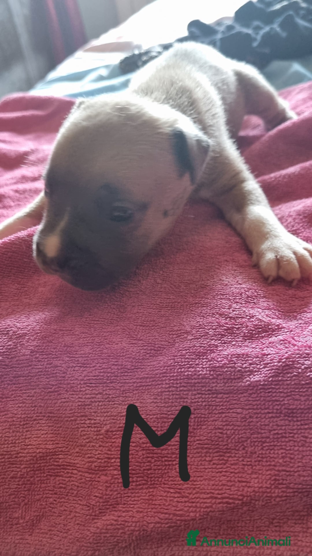 Pitbull cani in vendita: Cuccioli di pitbull a Città Metropolitana di Genova - Immagine 13