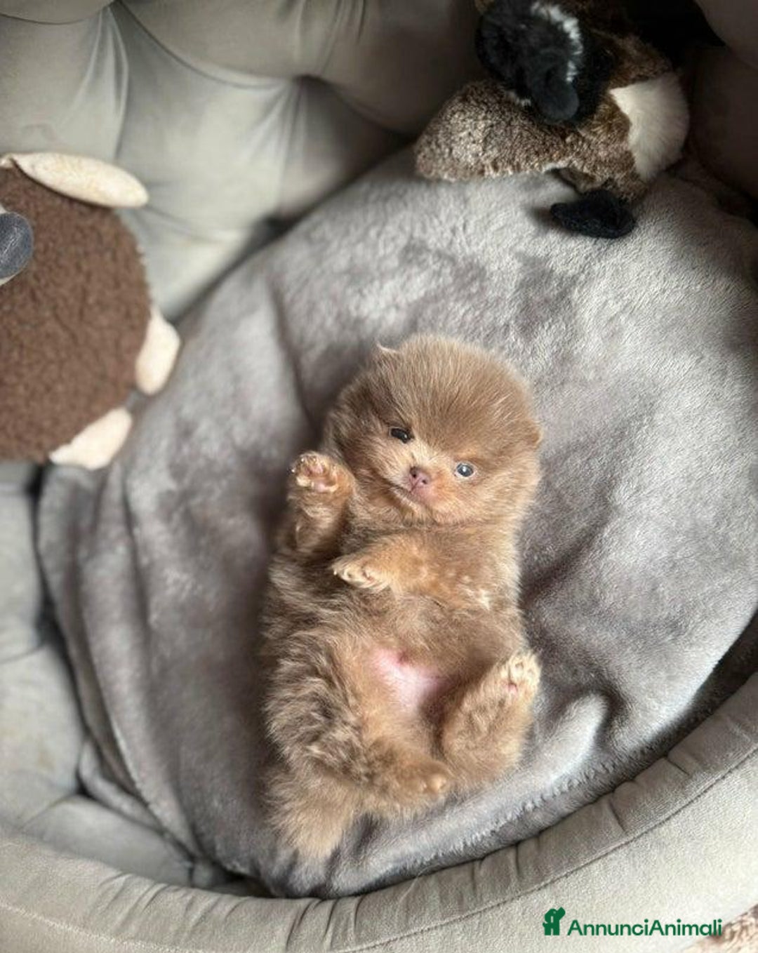 Volpino Pomerania cani in vendita: Bella ragazza pomerania lasciata - Annuncio 8