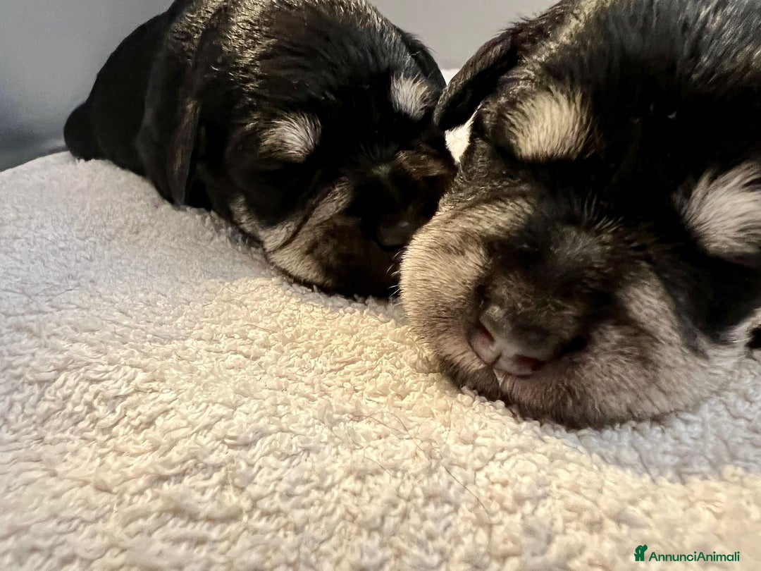 Mini Schnauzer cani in vendita: Cucciolata di schnauzer nani nero/argento a Provincia di Cuneo - Immagine 7
