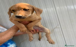 Meticcio cani in regalo: LA BELLISSIMA NEVADA a Provincia di Pavia - Immagine 3