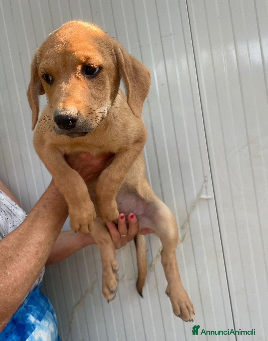 Meticcio cani in regalo: LA BELLISSIMA NEVADA a Provincia di Pavia - Immagine 3