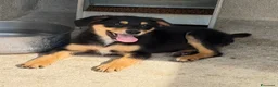 Meticcio cani in regalo: Flora a Provincia di Brescia - Annuncio 4