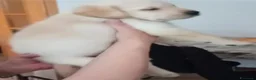 Labrador cani in vendita: Labrador retriever cuccioli a Provincia di Pisa - Annuncio 4