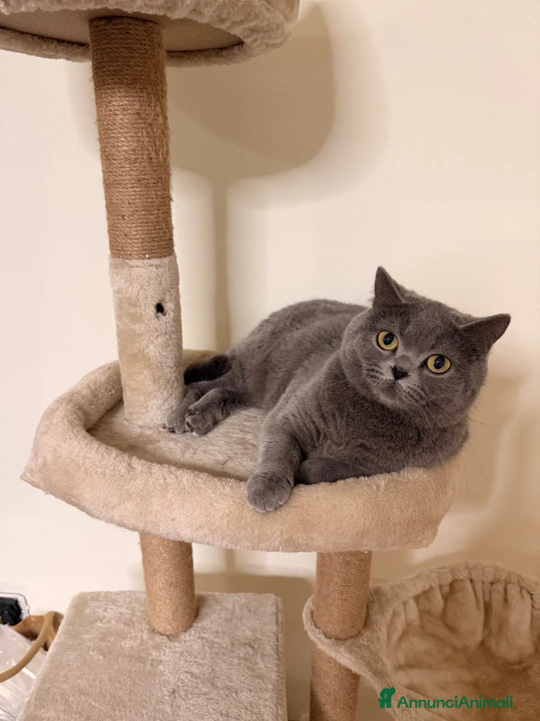 British gatti per accoppiamento: Cercasi gatto maschio a Città Metropolitana di Firenze - Annuncio 2