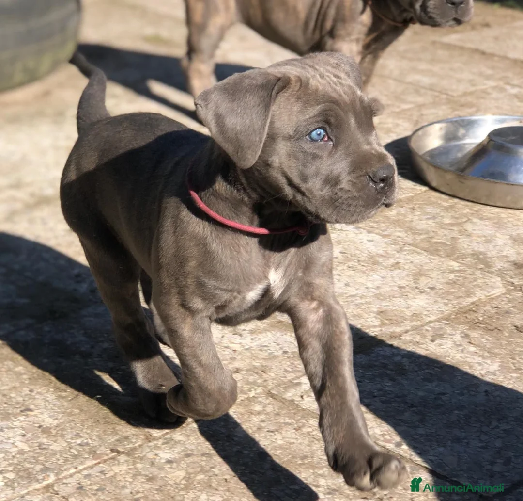 Cane Corso cani in vendita: Cuccioli di Cane Corso a Città Metropolitana di Napoli - Annuncio 4