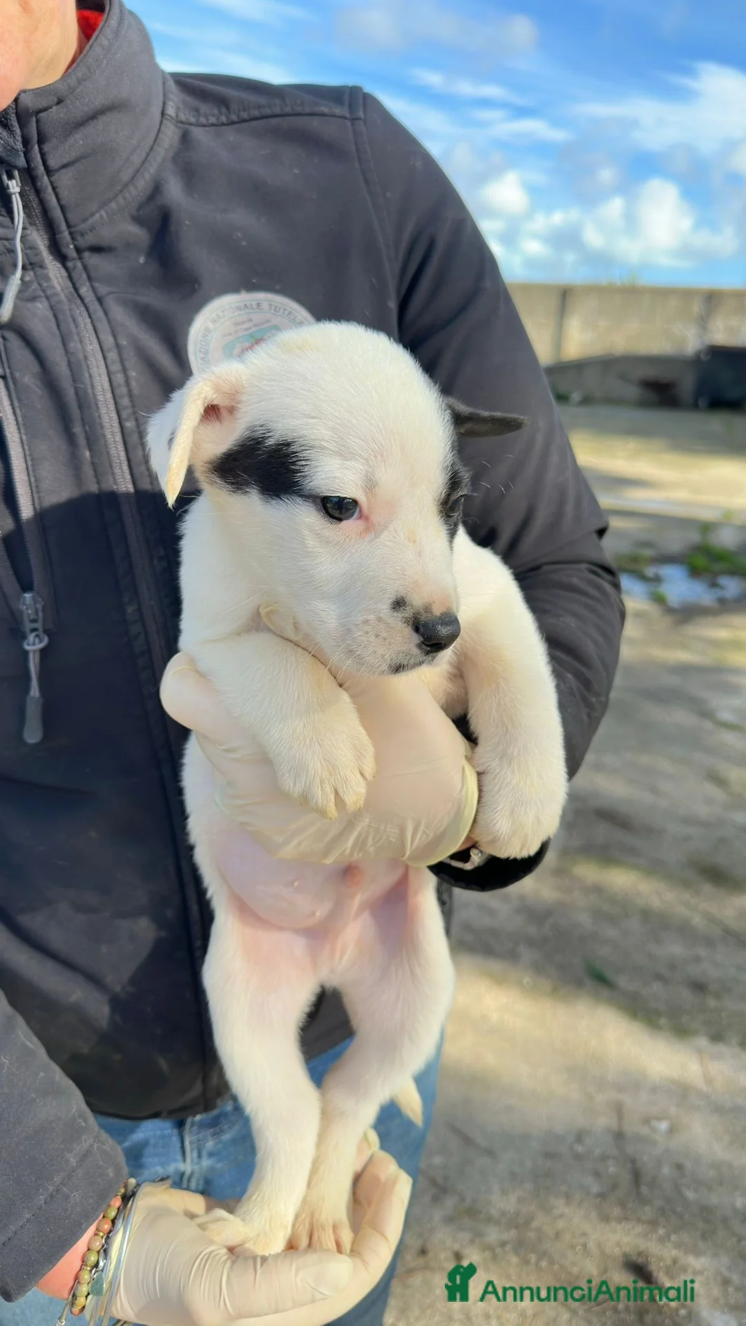 Meticcio cani in regalo: LINO 💙 - cucciolo tenerissimo cerca adozione 🙏🏻 - Annuncio 3