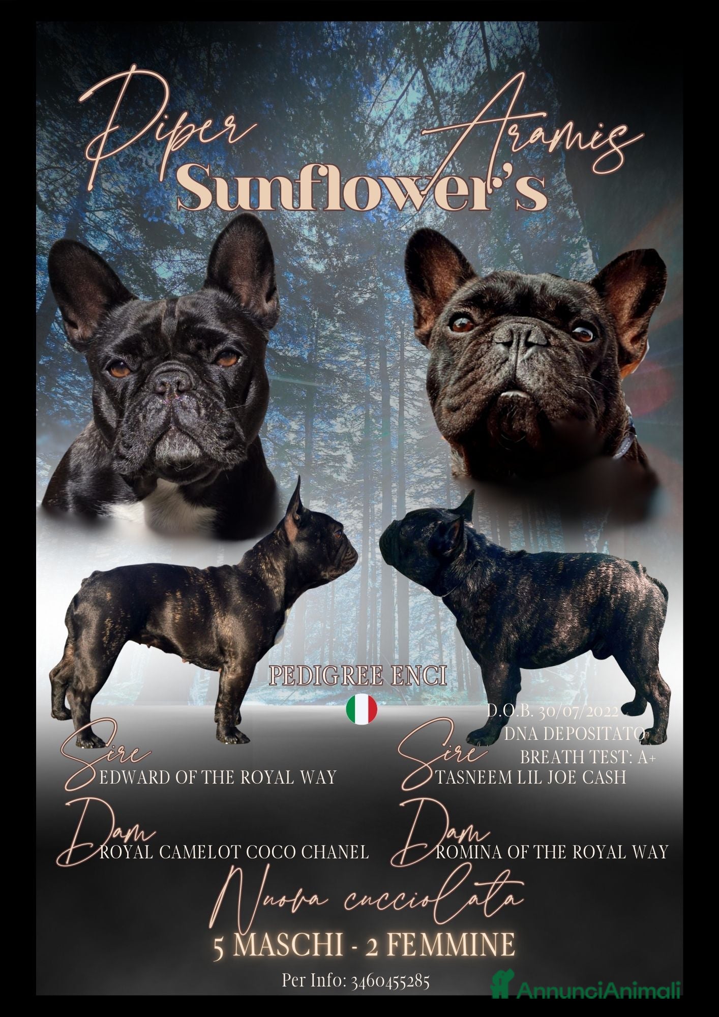 Bulldog Francese cani Disponibili cuccioli di Bulldog Francese - Annuncio 2