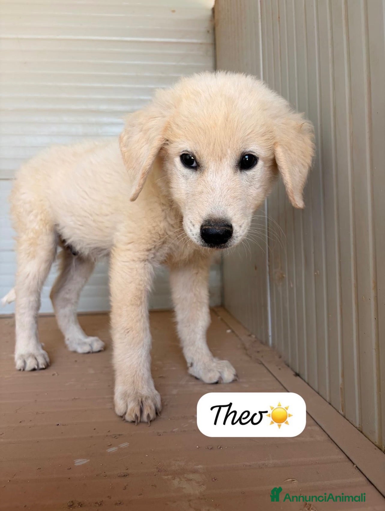 Meticcio cani Theo dolcissimo cucciolo simil golden retriever  - Annuncio 14