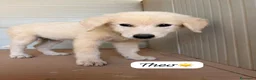 Meticcio cani in regalo: Theo dolcissimo cucciolo simil golden retriever  - Annuncio 1