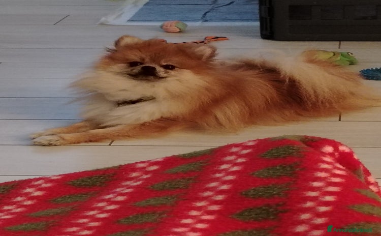 Volpino Pomerania cani URGENTE!!! Cedesi per trasferimento - Annuncio 1