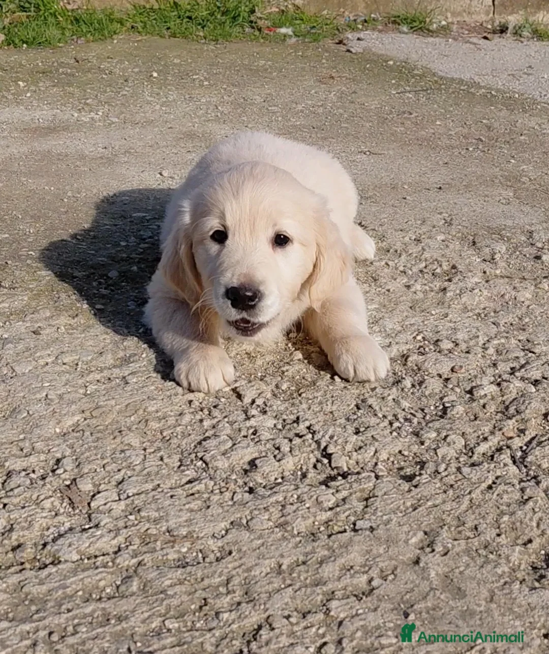 Golden Retriever cani in vendita: Cuccioli Golden retriever  - Annuncio 4