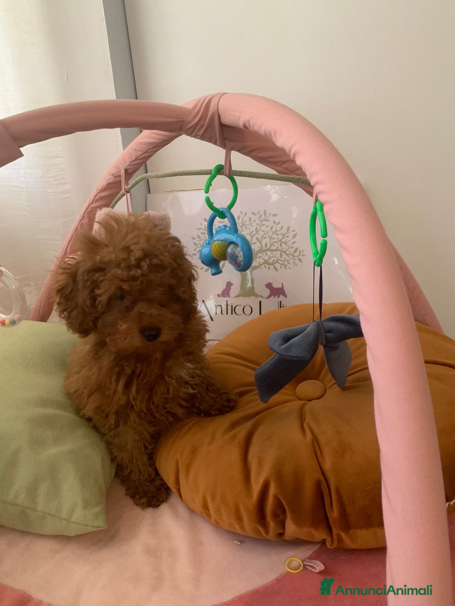 Barboncino cani Barboncini fulvi toy e nani con Pedigree - Annuncio 2