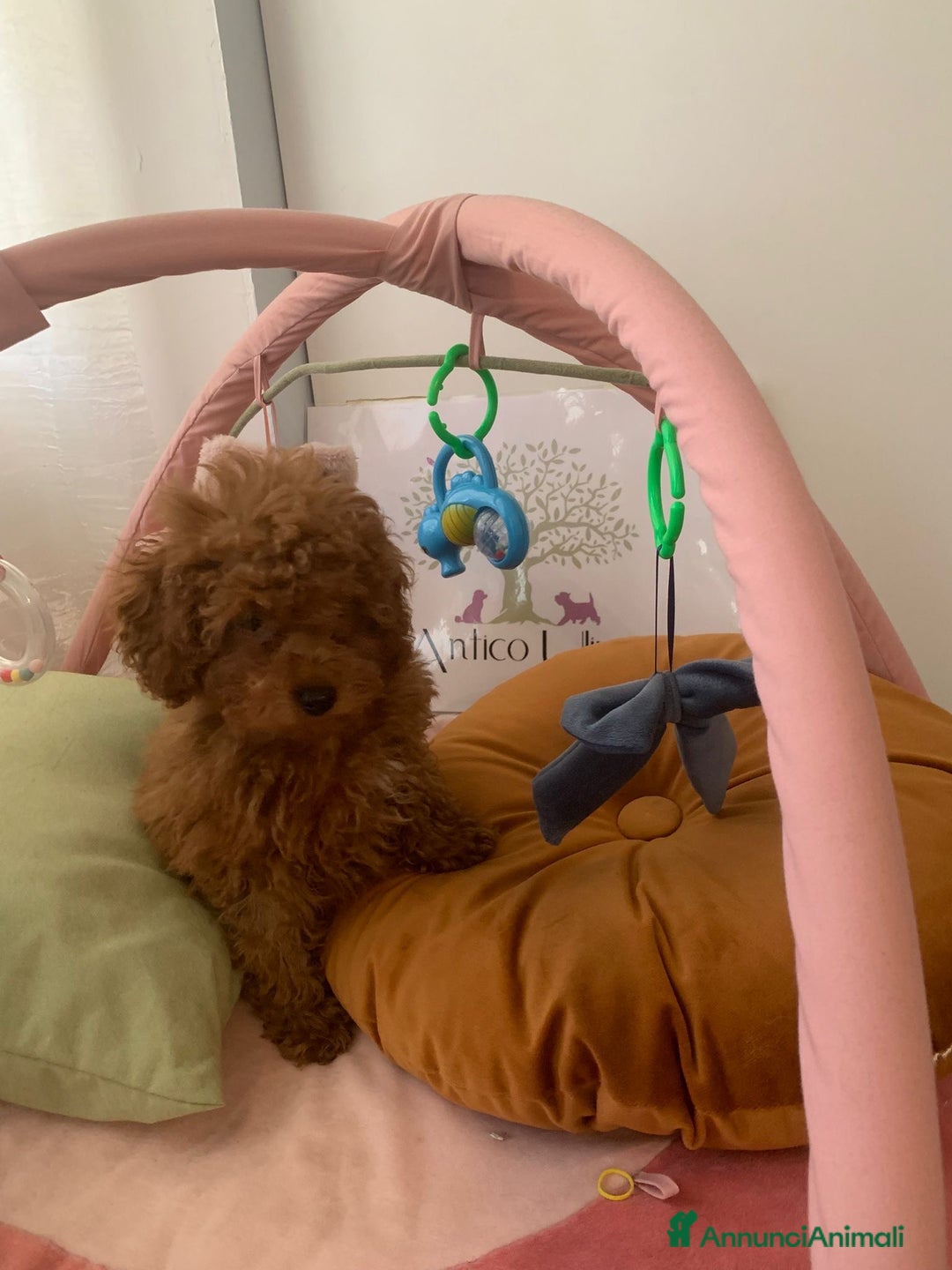 Barboncino cani in vendita: Barboncini fulvi toy e nani con Pedigree - Annuncio 1