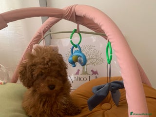 Barboncino cani Barboncini fulvi toy e nani con Pedigree - Annuncio 19