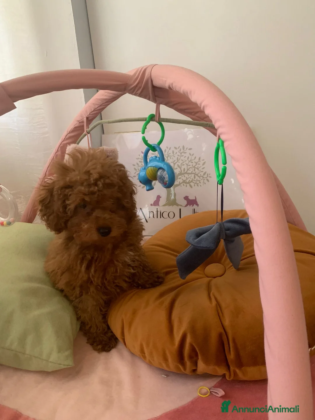 Barboncino cani in vendita: Barboncini fulvi toy e nani con Pedigree - Annuncio 1