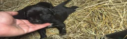 Cane Corso cani in vendita: Cuccioli neri di Cane Corso - Annuncio 3
