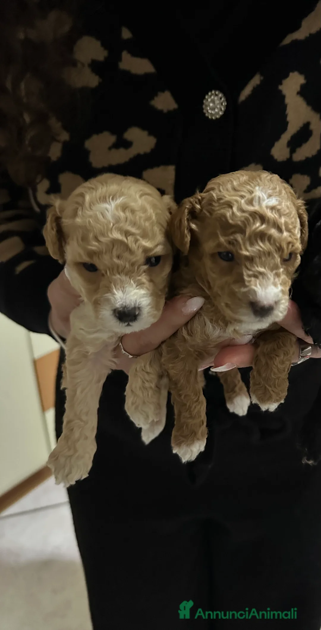 Barboncino Toy cani in vendita: Barboncini Toy  - Annuncio 1