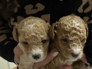 Barboncino Toy cani Barboncini Toy - Annuncio 15