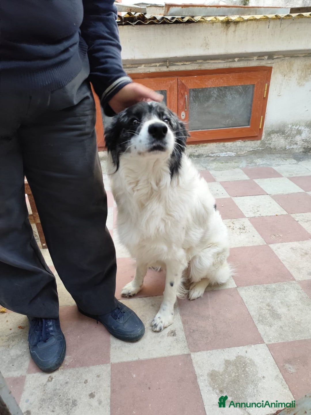 Border Collie cani in regalo: Alex simil border collie vive su un terrazzo .. - Annuncio 5
