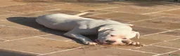 Dogo Argentino cani in vendita: Vendesi splendido maschio di Dogo Argentino  - Annuncio 2