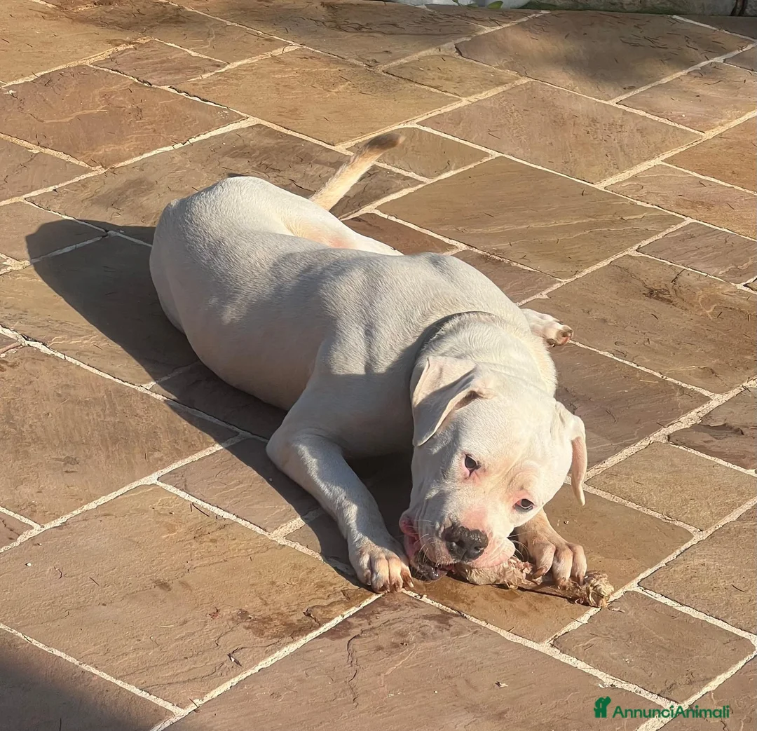 Dogo Argentino cani in vendita: Vendesi splendido maschio di Dogo Argentino  - Annuncio 2