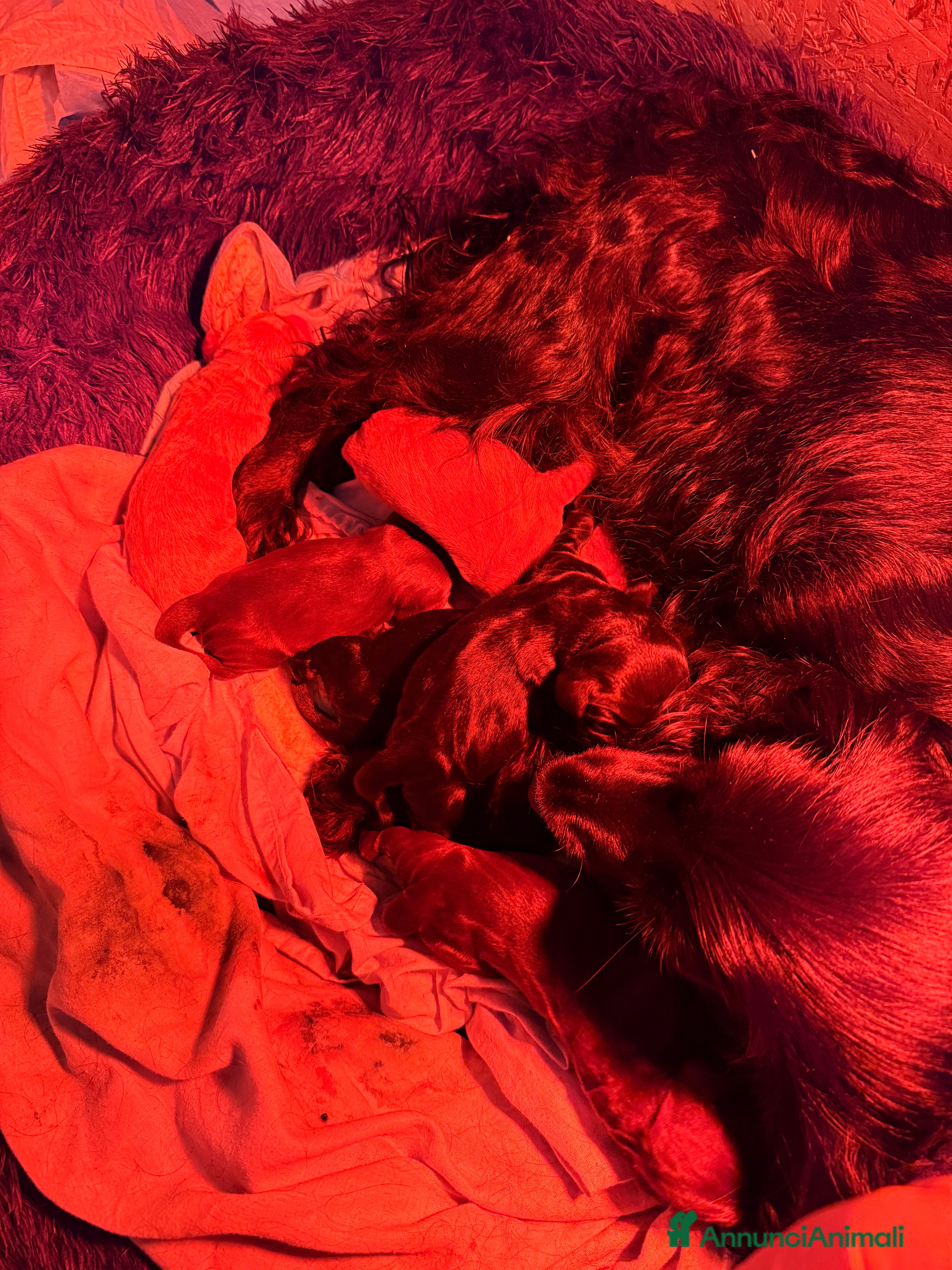 Cocker cani Cocker spaniel inglesi  - Annuncio 2