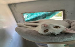 Europeo gatti in regalo: Giovane gatta bianca dolcissima a Metropolitan City of Rome Capital - Immagine 3