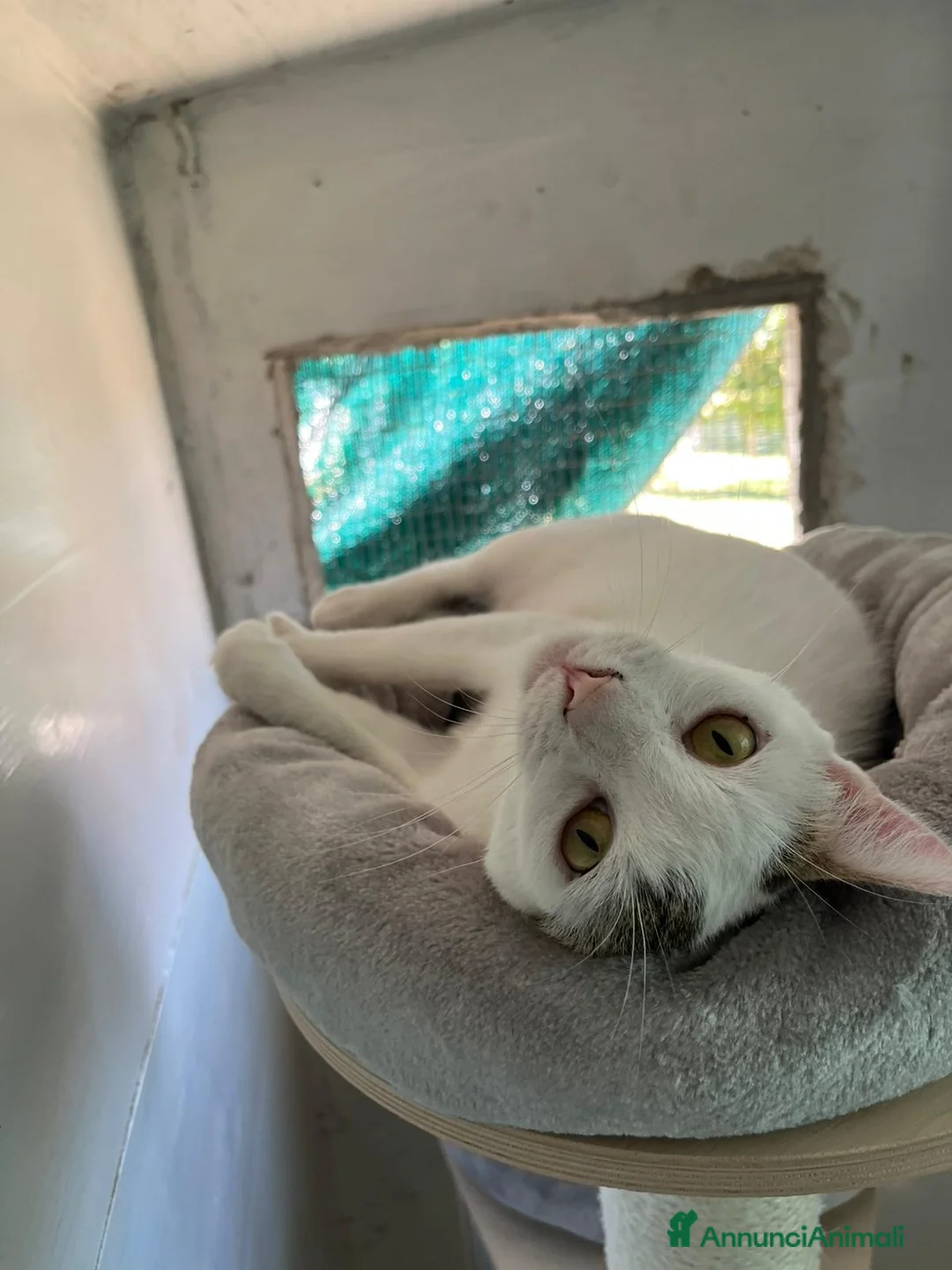 Europeo gatti in regalo: Giovane gatta bianca dolcissima a Metropolitan City of Rome Capital - Annuncio 3
